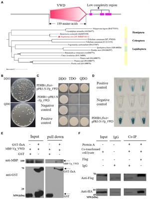 Interaction between the flagellum of Candidatus Liberibacter asiaticus and the vitellogenin-like protein of Diaphorina citri significantly influences CLas titer